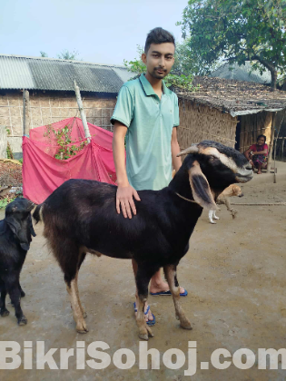 খাশি ছাগল বিক্রি